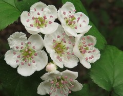 Crataegus pruinosa