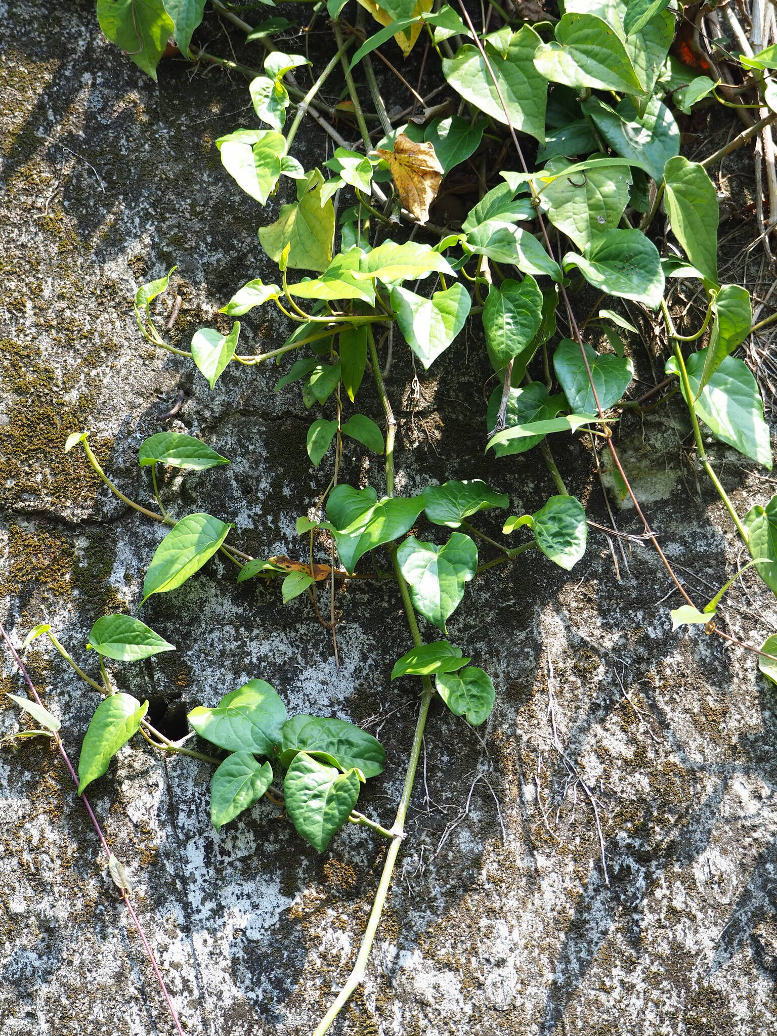 Cissus Repens (Cissus repens)
