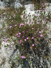 Ruschia tecta