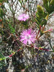 Ruschia tecta