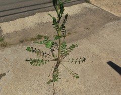 Lepidium austrinum