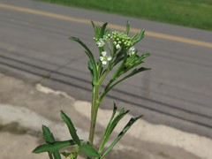 Lepidium austrinum