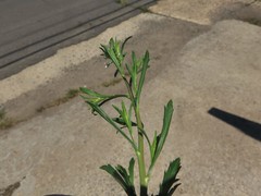 Lepidium austrinum