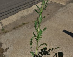 Lepidium austrinum