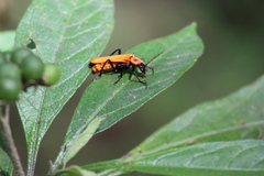Chauliognathus togatus