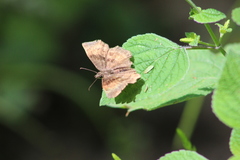 Antigonus funebris