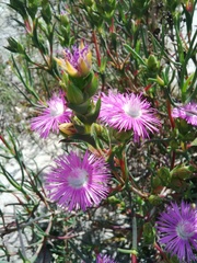 Ruschia tecta