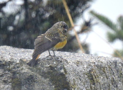 Phoenicurus frontalis