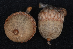 Quercus × willdenowiana