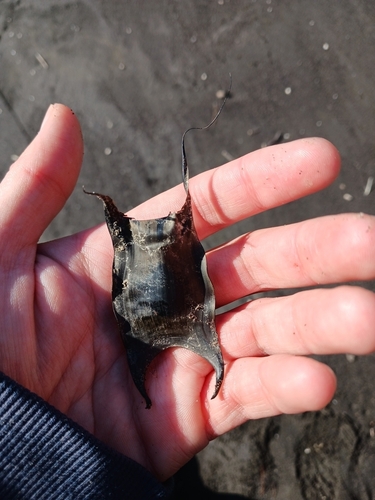 Ray (Psammobatis rudis) — Arhynchobatidae