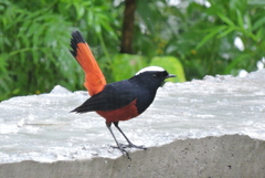 Phoenicurus leucocephalus