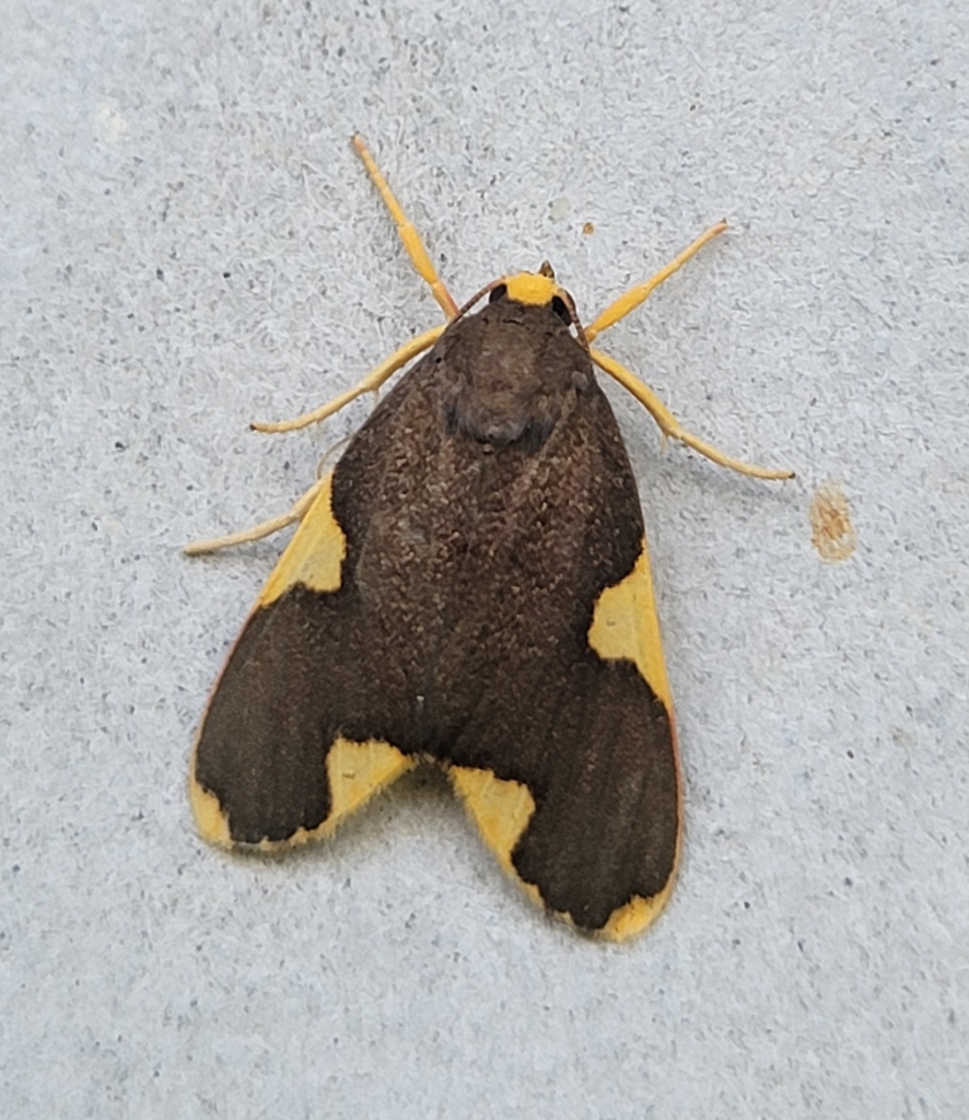Trichromia polyxenus
