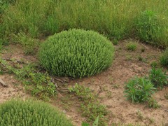 Lepidium oblongum oblongum