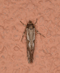 Acrolophus variabilis