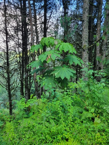 Brassaiopsis bodinieri