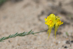 Linaria polygalifolia