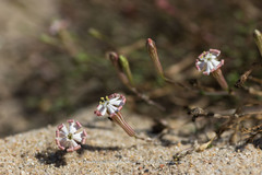 Silene portensis