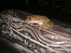 Polypedates leucomystax