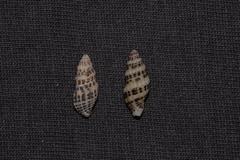 Maculotriton serriale