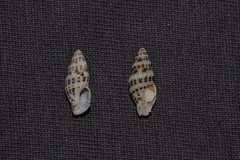 Maculotriton serriale