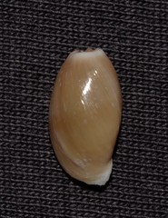 Monetaria caputserpentis