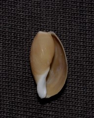 Monetaria caputserpentis