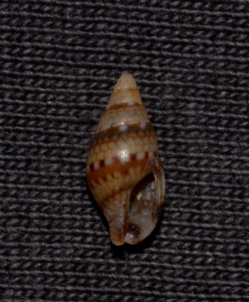 Pseudamycla dermestoidea