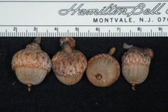 Quercus × willdenowiana