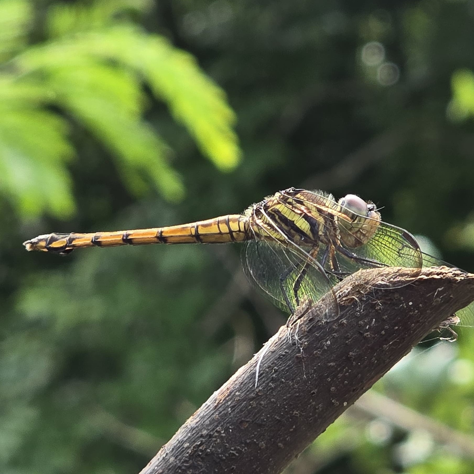 Yellow-Tailed Ashy Skimmer