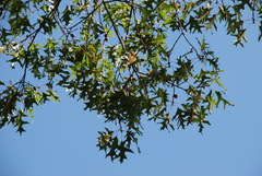 Quercus × willdenowiana