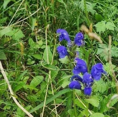 Dragonhead (Dracocephalum grandiflorum)