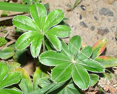 Alchemilla conjuncta