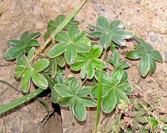 Alchemilla conjuncta