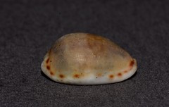 Naria labrolineata