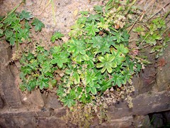Alchemilla conjuncta