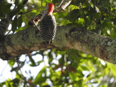 Melanerpes carolinus image