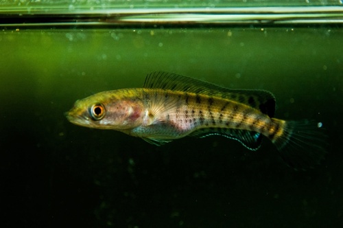 Banded snakehead (Channa striata) — Channidae — 3