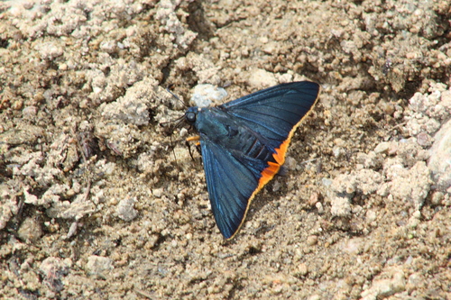 Orange-rimmed Skipper