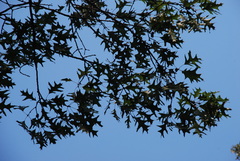 Quercus × willdenowiana