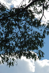 Quercus × willdenowiana