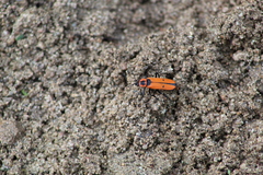 Chauliognathus togatus