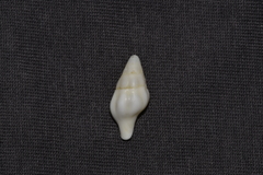 Nodopelagia brazieri