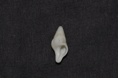 Nodopelagia brazieri