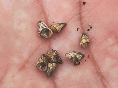 Cochlicella