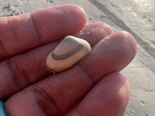 Donax gouldii