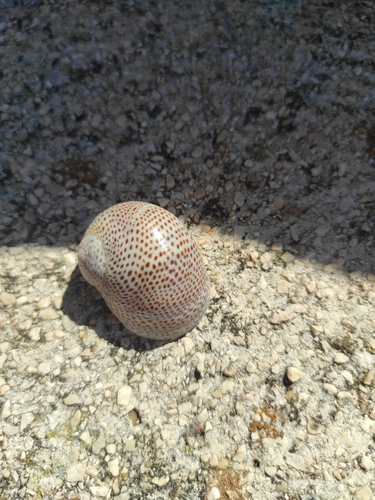 Naticarius stercusmuscarum