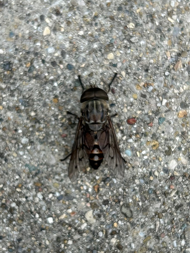 Tabanus sulcifrons photo 4