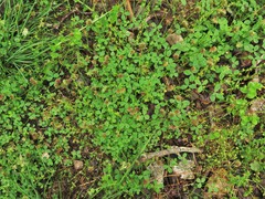 Trifolium carolinianum