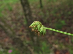 Trifolium carolinianum