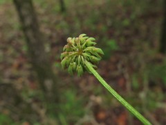 Trifolium carolinianum